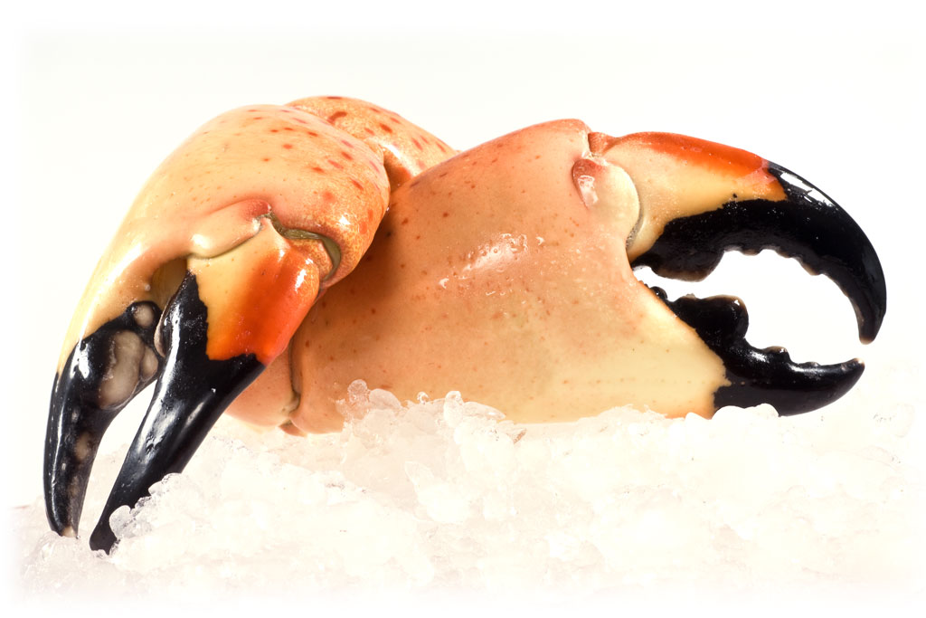 Stone Crabs